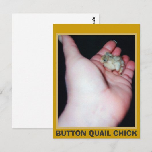 BUTTON QUAIL CHICK POSTKARTE (Vorne/Hinten)