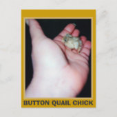 BUTTON QUAIL CHICK POSTKARTE (Vorderseite)