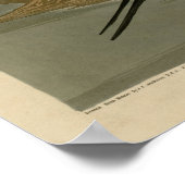 Button-Schwanzente Poster (Ecke)