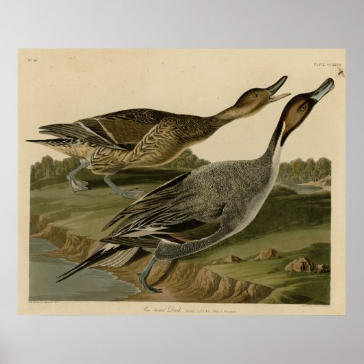 Button-Schwanzente Poster (Vorne)