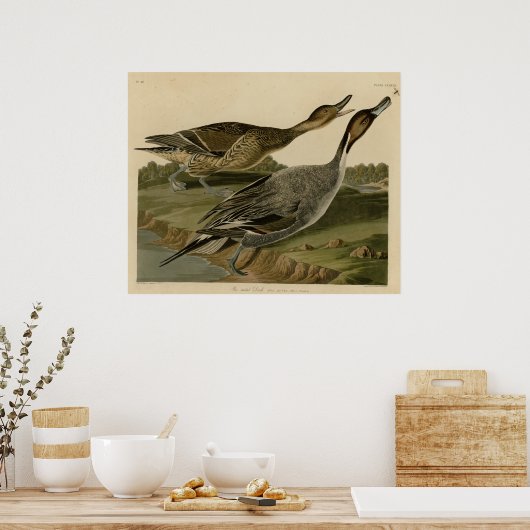 Button-Schwanzente Poster (Küche)