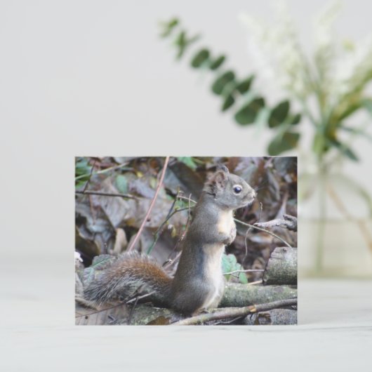 Button the Douglas Squirrel Postcard Postkarte (Stehend Vorderseite)