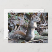 Button the Douglas Squirrel Postcard Postkarte (Vorne/Hinten)