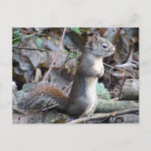 Button the Douglas Squirrel Postcard Postkarte (Vorderseite)
