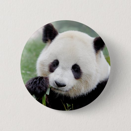 Buttons riesige Panda. Panda Geant. (Vorderseite)