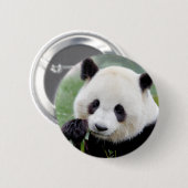 Buttons riesige Panda. Panda Geant. (Vorne & Hinten)