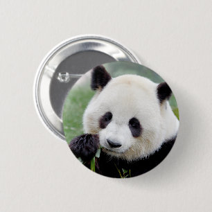 Buttons riesige Panda. Panda Geant.