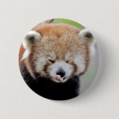 Buttons roter Panda. Panda roux. (Vorderseite)