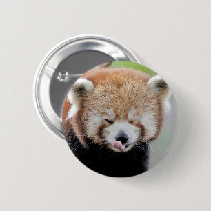 Buttons roter Panda. Panda roux.