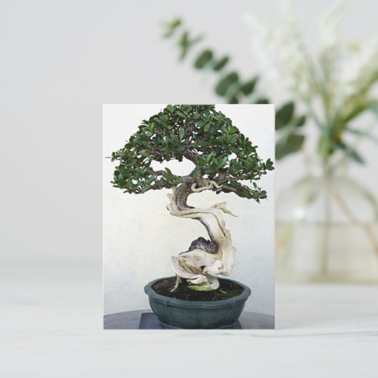 Buttonwood Bonsai Tree Postkarte (Stehend Vorderseite)