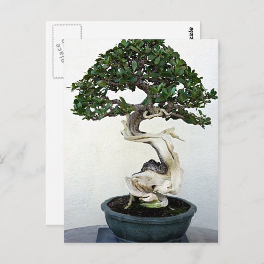 Buttonwood Bonsai Tree Postkarte (Vorne/Hinten)