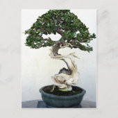 Buttonwood Bonsai Tree Postkarte (Vorderseite)