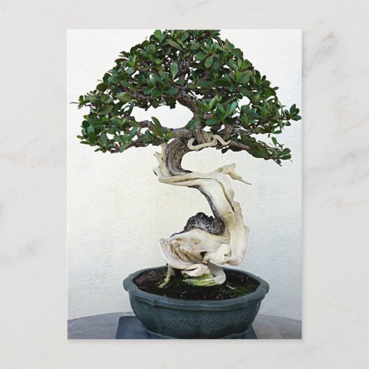 Buttonwood Bonsai Tree Postkarte (Vorderseite)
