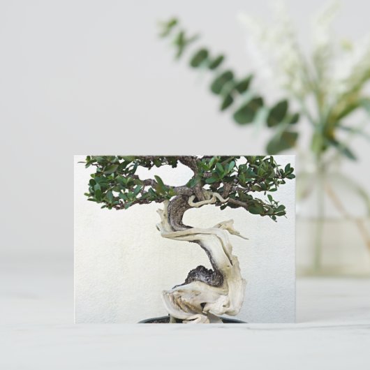 Buttonwood Bonsai Tree Postkarte (Stehend Vorderseite)