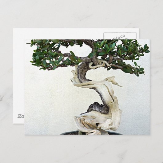 Buttonwood Bonsai Tree Postkarte (Vorne/Hinten)
