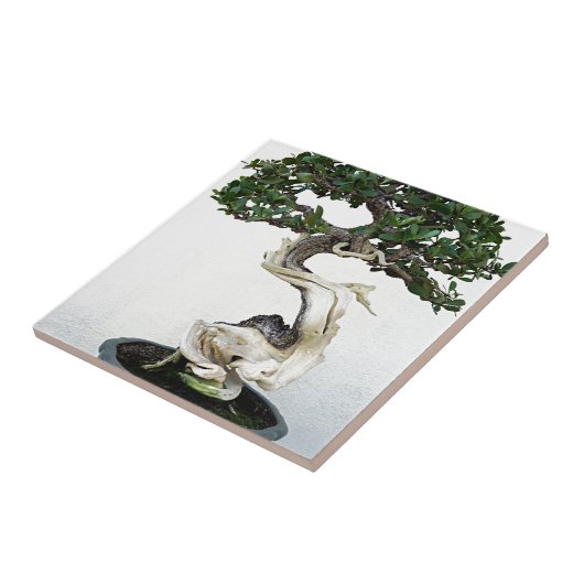 Buttonwood-Bonsais-Baum Fliese (Seite)