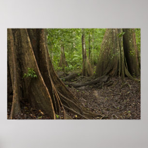 Buttress Roots. Rainforest, Mapari Rupununi, 2 Poster