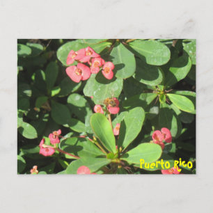 Buzz Off Postcard Postkarte