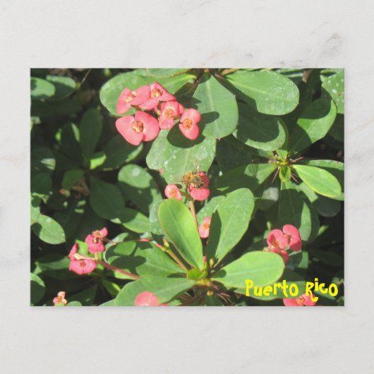 Buzz Off Postcard Postkarte (Vorderseite)