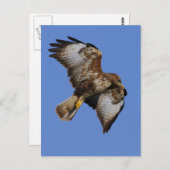 Buzzard 2 postkarte (Vorne/Hinten)