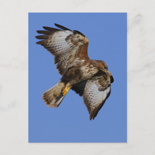 Buzzard 2 postkarte (Vorderseite)