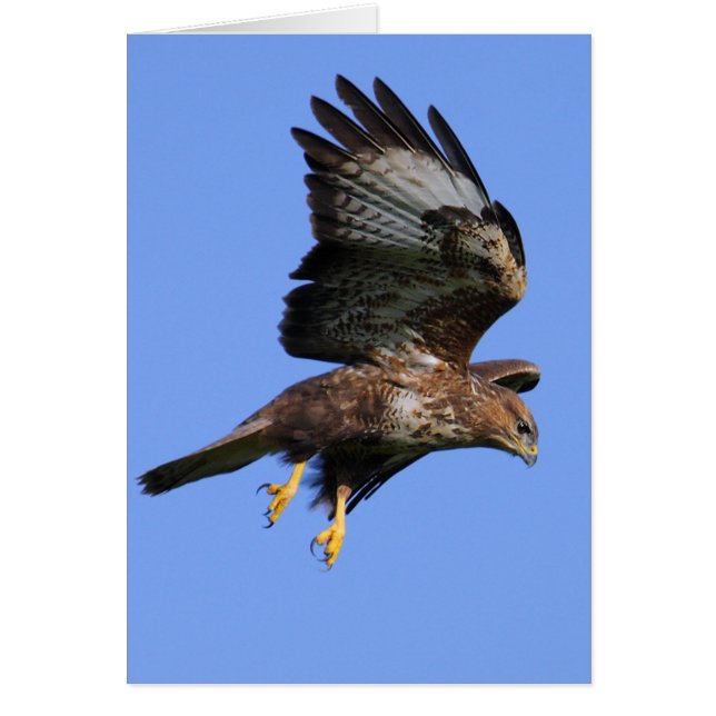 Buzzard 3 (Vorne)
