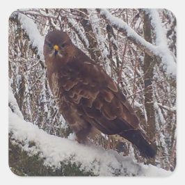 Buzzard auf der Snowy Branch Quadratischer Aufkleber