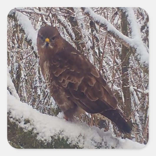 Buzzard auf der Snowy Branch Quadratischer Aufkleber (Vorderseite)