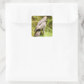 Buzzard auf der Suche nach Gruben Quadratischer Aufkleber (Tasche)