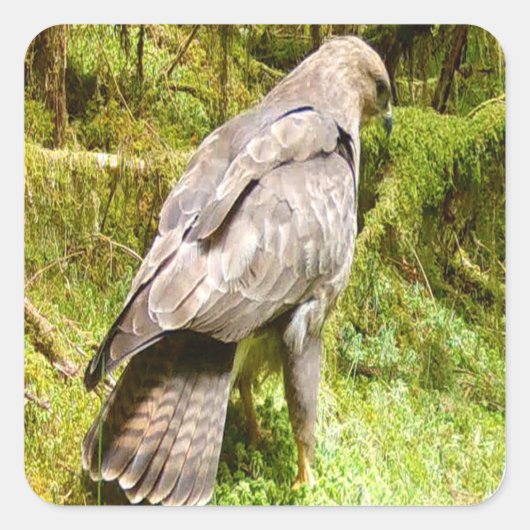 Buzzard auf der Suche nach Gruben Quadratischer Aufkleber (Vorderseite)
