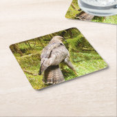 Buzzard auf der Suche nach Grubs Untersetzer (angewinkelt)