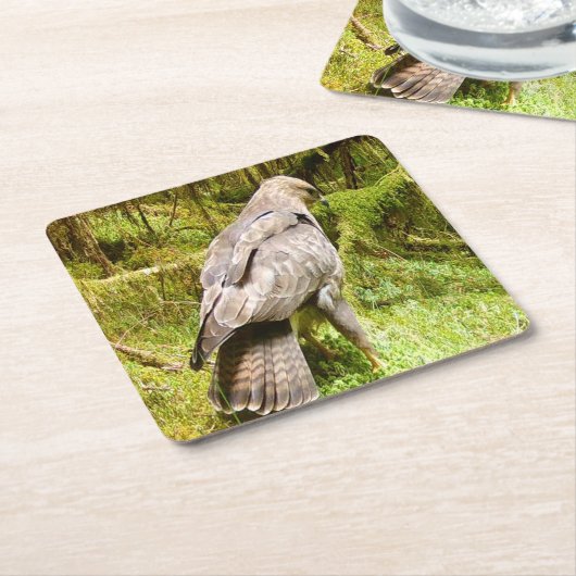 Buzzard auf der Suche nach Grubs Untersetzer (angewinkelt)