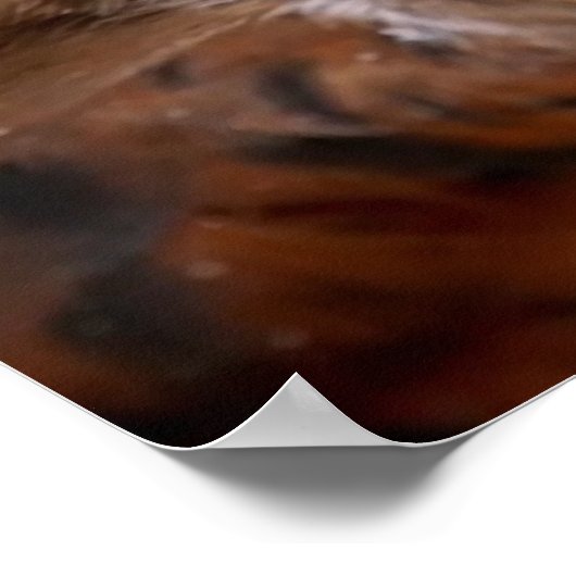 Buzzard-Bild für Poster (Ecke)