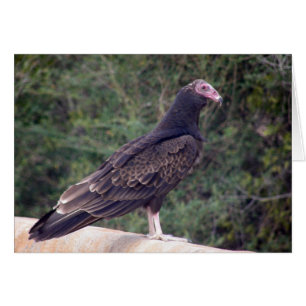 Buzzard - Glad, du bist besser Gefühl
