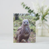 Buzzard mit Höhenlage Feiertagspostkarte (Stehend Vorderseite)