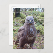 Buzzard mit Höhenlage Feiertagspostkarte (Vorne/Hinten)