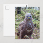 Buzzard mit Höhenlage Postkarte (Vorne/Hinten)