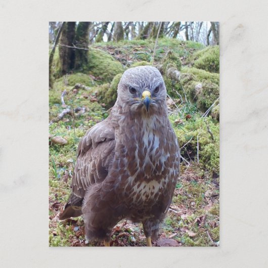Buzzard mit Höhenlage Postkarte (Vorderseite)