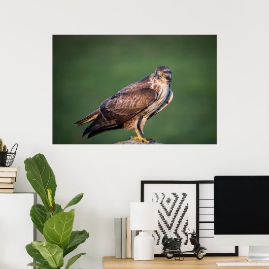Buzzard Poster (Heimbüro)