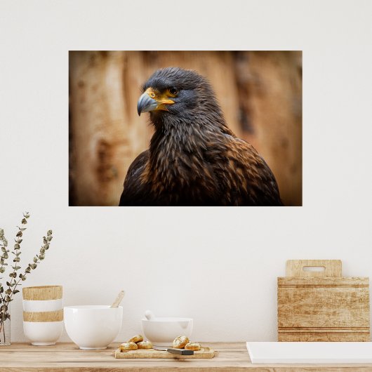 Buzzard Poster (Küche)