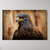 Buzzard Poster (Vorne)