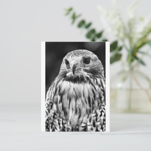 Buzzard Postkarte (Stehend Vorderseite)