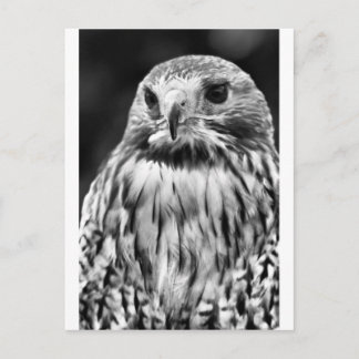 Buzzard Postkarte