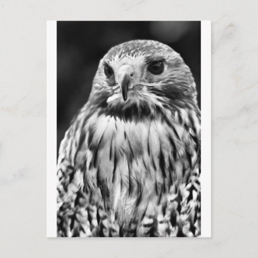 Buzzard Postkarte (Vorderseite)