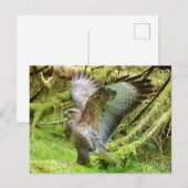 Buzzard Stretching Wings Postkarte (Vorne/Hinten)