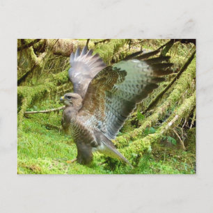 Buzzard Stretching Wings Postkarte