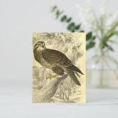 Buzzard:  Vintag Jardines Postkarte (Stehend Vorderseite)