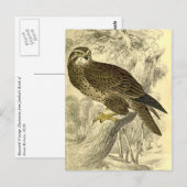 Buzzard:  Vintag Jardines Postkarte (Vorne/Hinten)