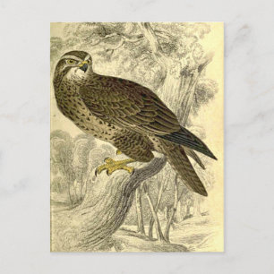 Buzzard: Vintag Jardines Postkarte