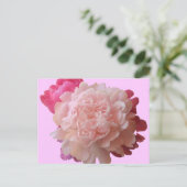BV - Pink Peony Postcard Postkarte (Stehend Vorderseite)